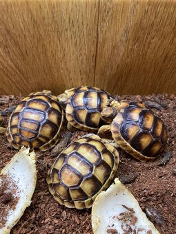 Korytnačka Testudo marginata a Testudo hermanni - 4