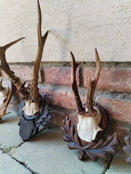 Trofeje srncov na podlozkach - 4