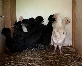 Okrasné sliepky a kohúty - 4