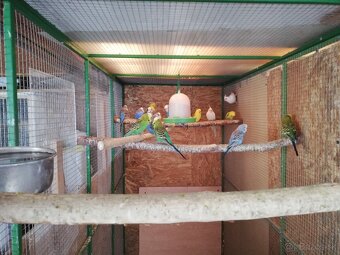 Andulky modré zelene - 4