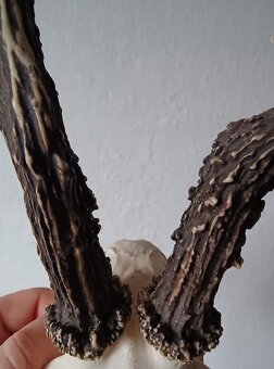 Trofej trofeje parohy parožie zhody,,,, - 4