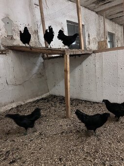 Násadové vajcia - 4