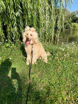 Pudel na krytie s PP - 4