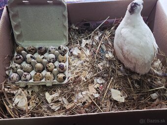 Násadové vajíčka prepelice TEXAS - 4