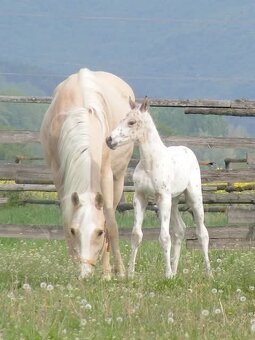 Appaloosa kobyla - 4