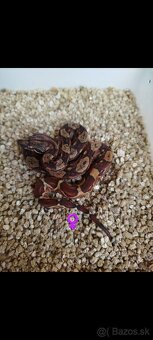 Boa Constrictor INCA IMG - 4