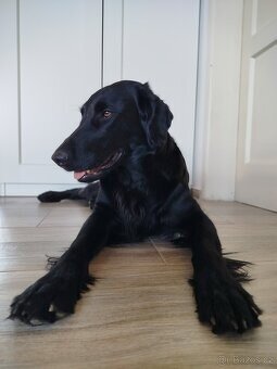 Flat coated retriever šteniatka s PP - 4