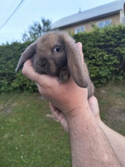 Mini Lop – zdrobnené baranovité králiky (Madagaskar) 🐰 - 4