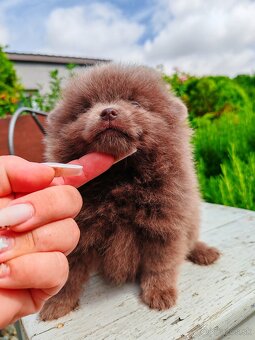 Pomeranian s PP fenočka - 4