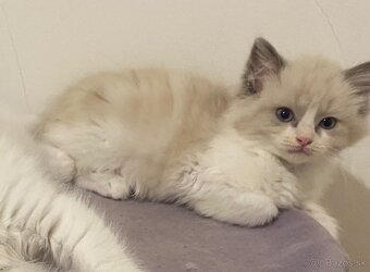 Ragdoll bez pp - 4