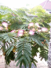 Perzský hodvábný strom- Albizia julibrissin - 4
