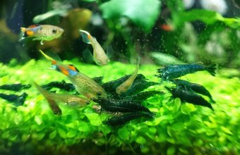 Neocaridina Dark Green Jade - 4