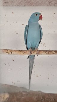 Alexander Malý s DNA - 4