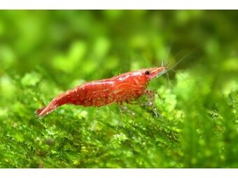 Akvarijne rybycky výhodné,s chovnicky🐟🦐 - 4