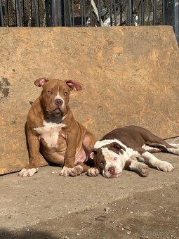 American Bully - 4