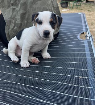 Jack Russell Terier Tricolor - 4