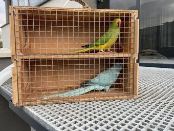 Alexander hch / opalin - 4