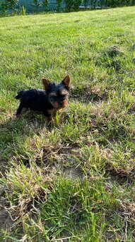 Yorkshirsky terier mini, yorkI, york - 4