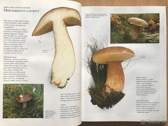 Peter Jordan: Veľká kniha o hubách - 4