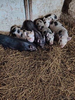 Vietnamské prasiatka  prasatá - 4