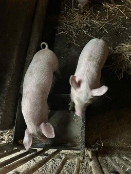 Predám odstavčatá - 4