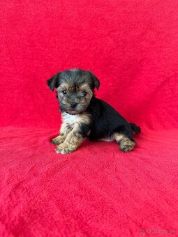 York, yorkshirsky terier - 4