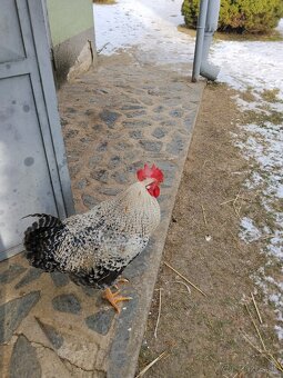 Kohúty na predaj - 4