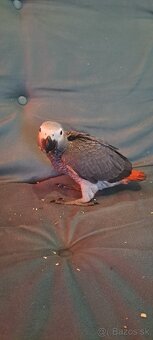 Papagaj žako kongo - 4