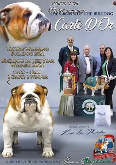 Anglicky Bulldog,English Bulldog,buldog, buldok - 4