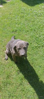 Fenka cane corso x stredoázijský ovčiak - 4