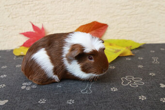 Morča, morčiatka - crested s rodokmeňom z CHS - 4