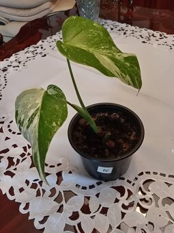 Monstera albo variegata - 4