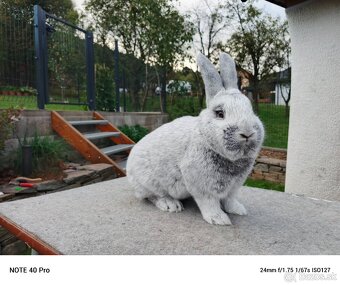 Veľký svetlý strieborný - 4