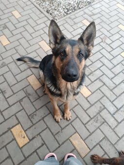 Nemecký ovčiak fenka - 4