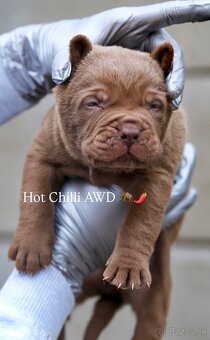 Bandog , Mastiff , Mollos - 4