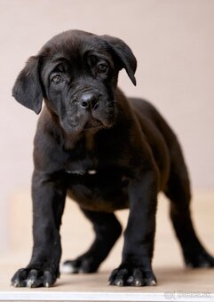 Bandog , Mastiff , Mollos - 4