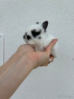 🐰 Ponúkame na rezerváciu zakrslích zajačikov - 4