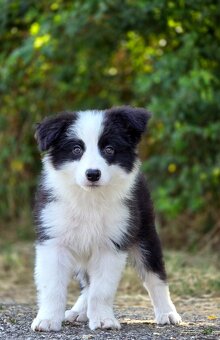 Austrálsky ovčiak × Border collie, borderka, border kólia - 4