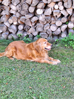 Zlatý retriever - 4