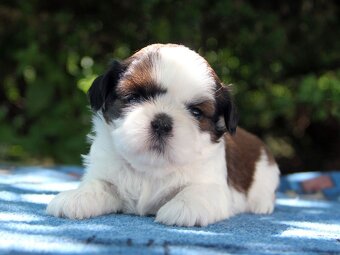 Shih-tzu, ši-tzu , shih tzu, ši-cu - štěňátka s PP FCI - 4