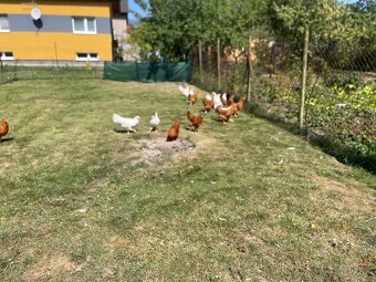 Gazdovska hempsirka Leghorn biely - 4