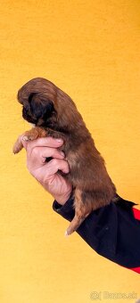 Steniatko Kratkosrsty Pekinezer Fenka aj Psik - 4