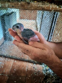 Amazonik čiernotemenny - 4