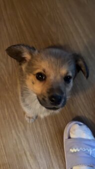 Darujem šteniatka - 4