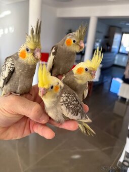 Korely ručne dokrmena Krotká - 4