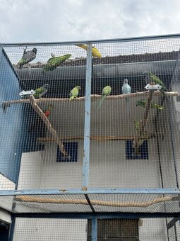 Amazonan modrocely (Amazona aestiva) - 4