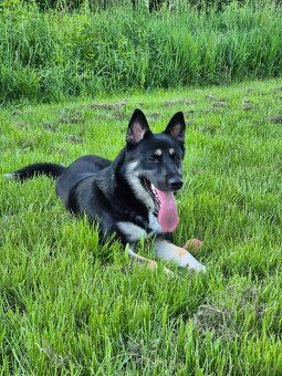 Darujeme fenku do dobrých rúk 🐾 - 4