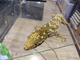 Rhacodactylus leachianus koghis - 4