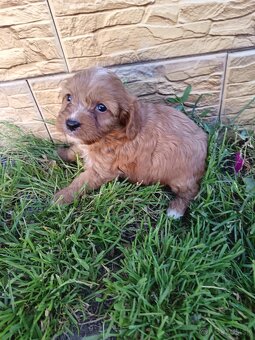 Cavapo,cavapoo,kavapo - 4