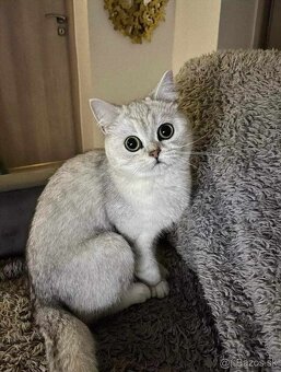 Britské mačiatka chinchilla - 4